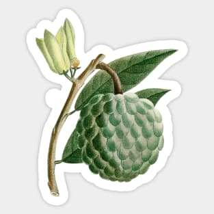 Hand Drawn Custard apple Sticker